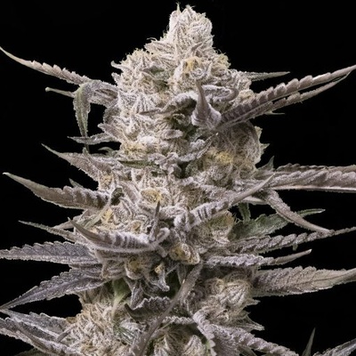 Advanced Seeds Watermelon OG semienka neobsahujú THC 1 ks