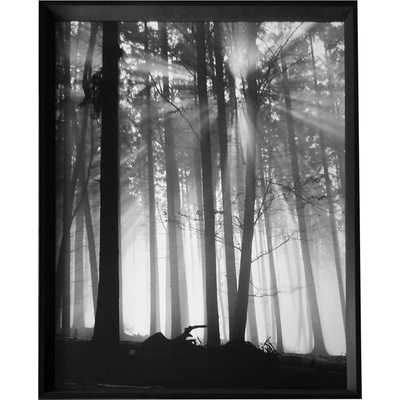 Neznámý autor - Forest Dawn | 66.8x86.8