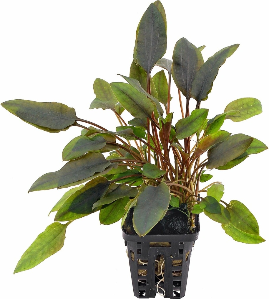 Cryptocoryne walkerii