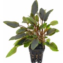 Cryptocoryne walkerii