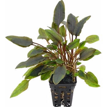 Cryptocoryne walkerii