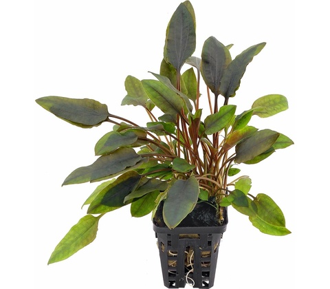 Cryptocoryne walkerii