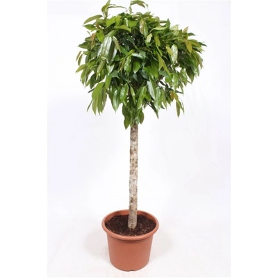 Fikus - Ficus binnendijkii "Amstel King" 40x170 cm