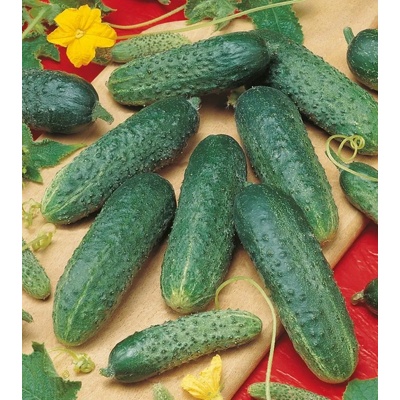 Bejo Корнишони Астерикс f1