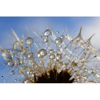 DIMEX ART Флизелинов фототапет капки върху глухарче 375 x 250 см