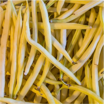 Fazole Orinoco - Phaseolus vulgaris - osivo fazole - 20 ks