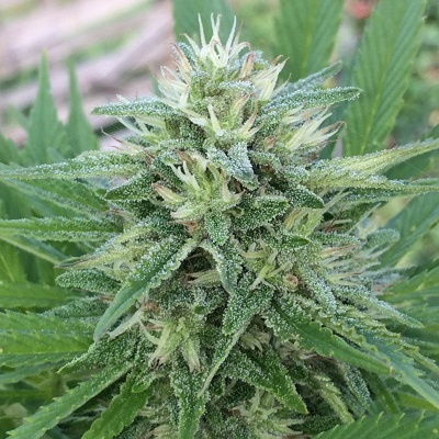 Ace seeds Panama x Bangi Haze regular semena neobsahují THC 5ks
