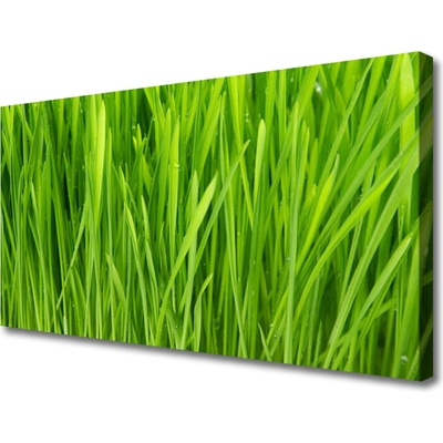 Obraz na plátne Tráva rastlina príroda 100x50 cm