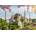 Alipson Puzzle - Puzzle Saint Sophia - Istanbul - 1 000 piese
