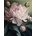 Картина за рисуване по номера 40 х 50 см. 882347 / fvy56-1425