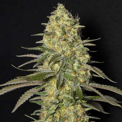 Eva Seeds Black Dream semena neobsahují THC 6 ks