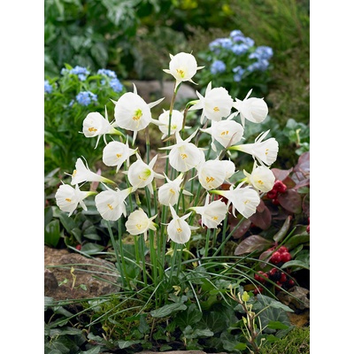 Narcis 'Bulbocodium white petticoat' 5 ks – Hledejceny.cz