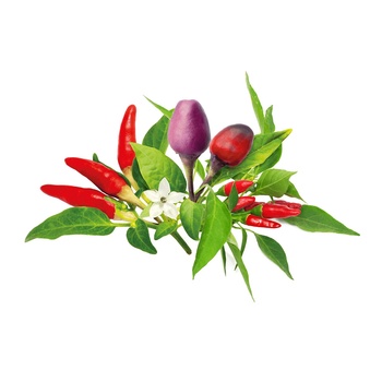 Image 1 of Click & Grow Семена Click and Grow Чили чушки микс, 9 броя (PPMCPX9)