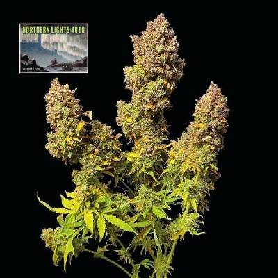 Seedsman Northern Lights Auto semena neobsahují THC3 ks