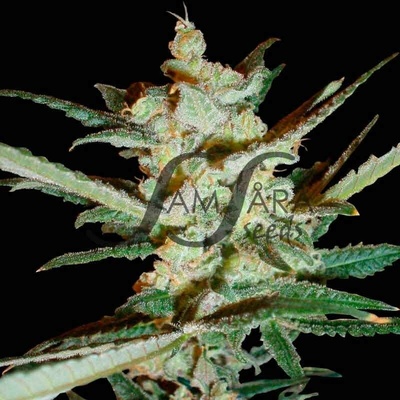 Samsara Supersonic Cristal Storm Auto semienka neobsahujú THC 10 ks