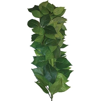 Komodo Ficus popínavá 45 cm