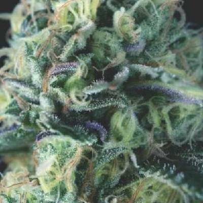 Pyramid Seeds Auto Cookies USA semena neobsahují THC 5 ks