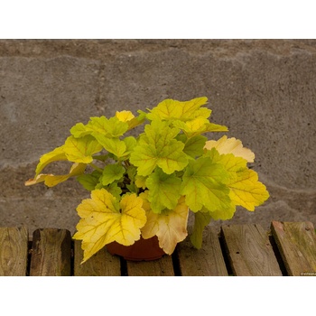 Heuchera Electra, kont. 0,5 l