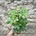 Schefflera arboricola Nora