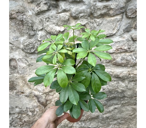 Schefflera arboricola Nora