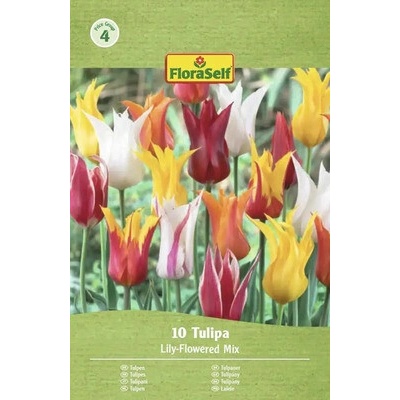 Tulipány liliovité mix 11/12 FloraSelf 10 ks