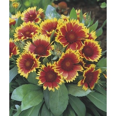 Kokarda osinatá FloraSelf Gaillardia aristata 'Kobold' květináč 3 l