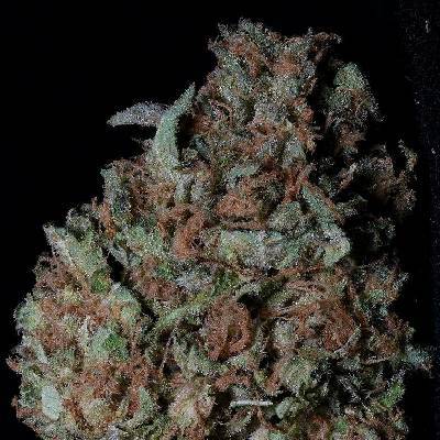 Big Head Seeds Zkittelz semena neobsahují THC 5 ks