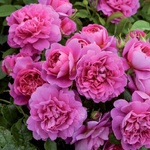 David Austin® Роза Princess Anne - David Austin®