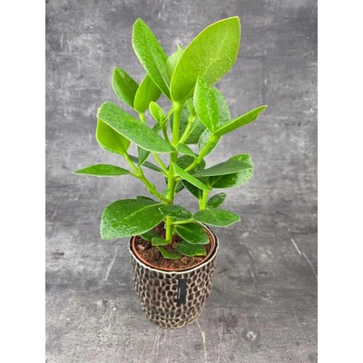 Clusia rosea princess 12 cm (Nenáročná pokojovka, na kterou můžete zapomenout se zálivkou)