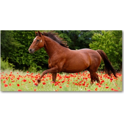 Foto obraz fotografie na skle Kôň na poli makov 100x50 cm