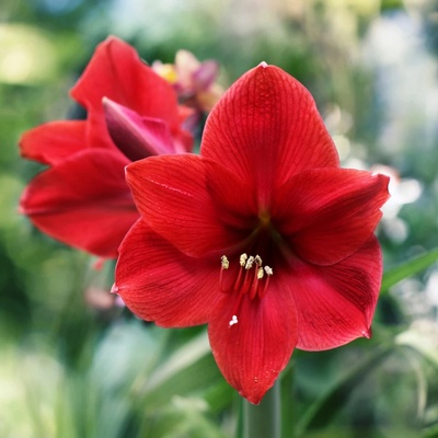 Hvězdník Red lion Hippeastrum cibule hvězdníku 1 ks