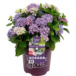 Forever & Ever® Hortbux® Blue Forever & Ever® Бордюрна хортензия