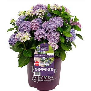 Forever & Ever® Hortbux® Blue Forever & Ever® Бордюрна хортензия