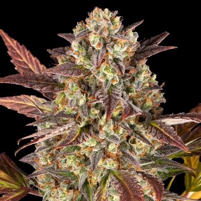 Barney's Farm Amnesia Haze semienka neobsahujú THC 3 ks
