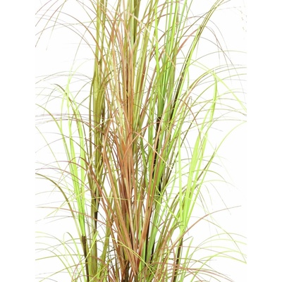 Trs okrasné trávy v květináči, 150 cm