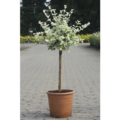 Bršlen Fortuneov FloraSelf Euonymus fortunei 'Harlequin' polokmeň 40 cm V 60-80 cm kvetináč 6 l