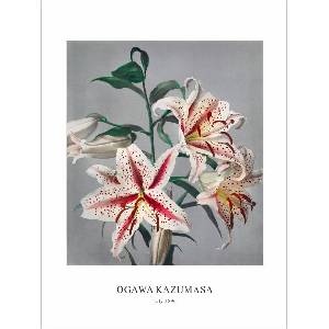  Принт Lily, Огава Казумаса - репродукция (Print1074)
