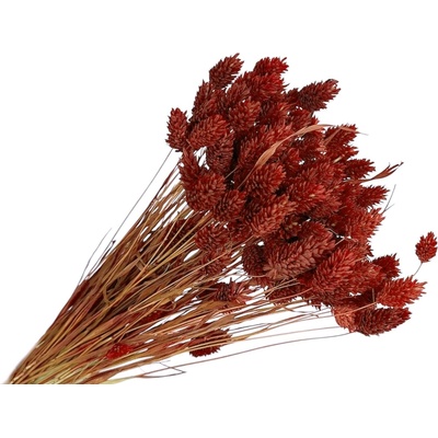 FLOWERIO Sušená tráva Phalaris - Chrastica 80g - červenohnedá