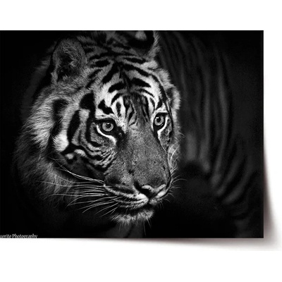 Sablio Plagát Čierno-biely tiger - 90x60 cm
