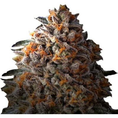Growers Choice Bruce Banner semena neobsahují THC 5 ks