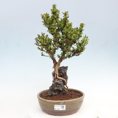 e-bonsai Venkovní bonsai - Berberis coreana - Dřištál korejský