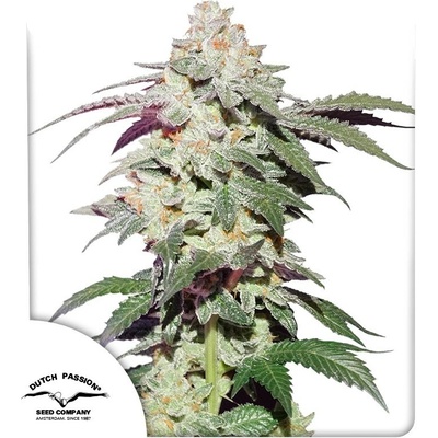 Dutch Passion Skywalker Haze semena neobsahují THC 3 ks