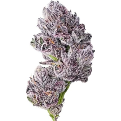 Growers Choice Iced Sangria Triploid F1 semena neobsahují THC 3 ks – Zboží Dáma