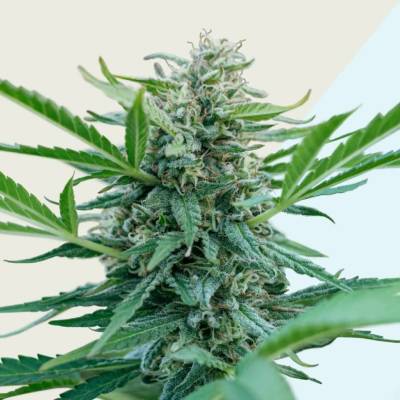 Kera Seeds Black Diamond CBD semena neobsahují THC 3 ks