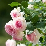 Meilland® Роза Mini Eden Rose® - Meilland®