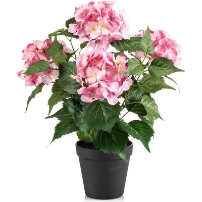 Hortenzia ružová v kvetináči, 38cm