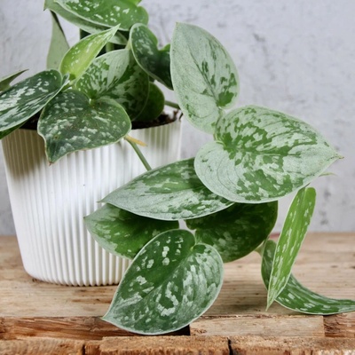 Scindapsus Pictus Silvery Ann