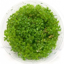Hottonia inflata