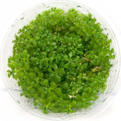Hottonia inflata