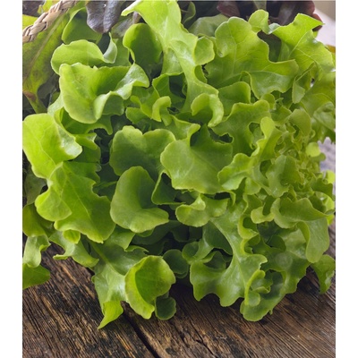 Salát listový Dubáček - Lactuca sativa - prodej semen - 500 ks